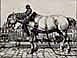 horse1.jpg - 8018 Bytes