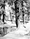 symphony1.jpg - 8413 Bytes